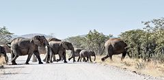 Elephant Crossing