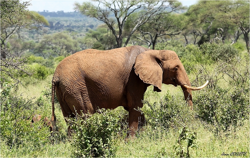 " Eléphant d' Afrique "