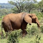 " Eléphant d' Afrique "