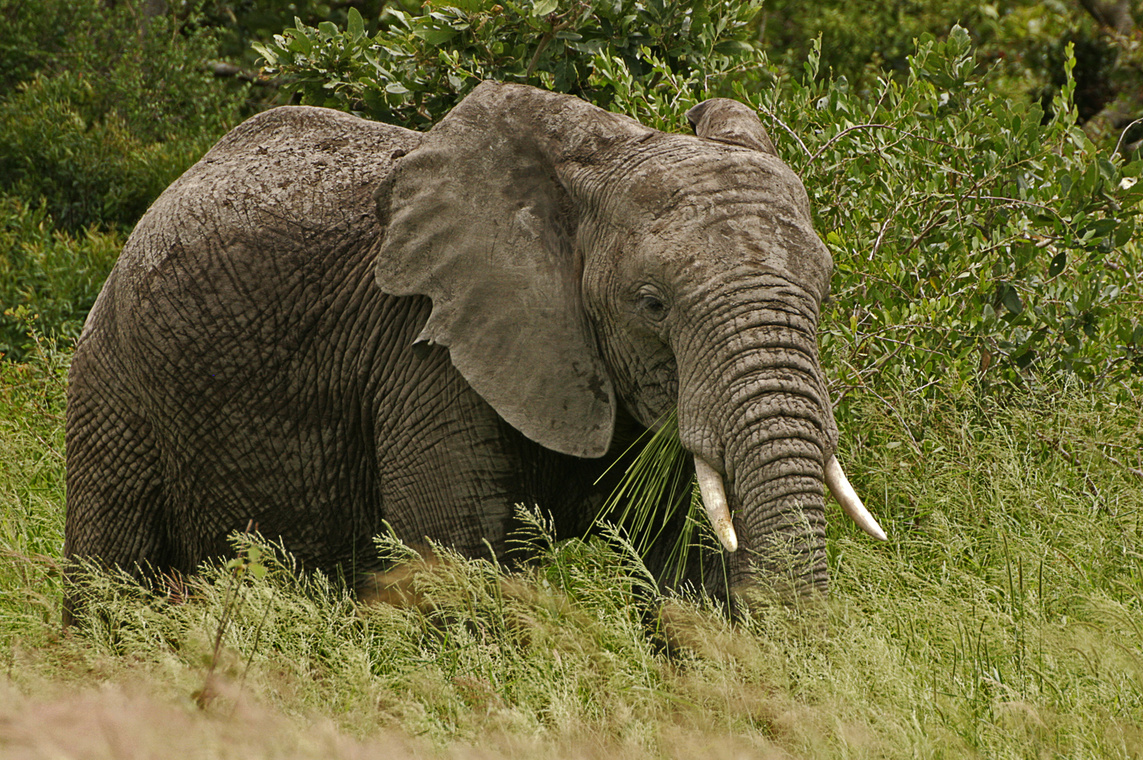 Elephant