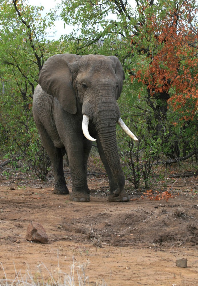 Eléphant d'Afrique (Kruger National Park - Afrique du sud)