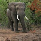 Eléphant d'Afrique (Kruger National Park - Afrique du sud)