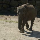 éléphant d'Asie