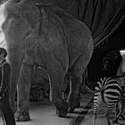 Elephant du cirque