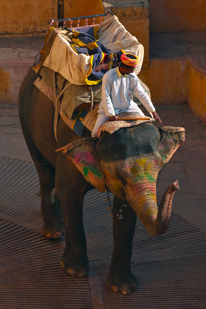 Eléphant du fort d'Amber, Jaipur, Rajasthan