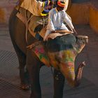 Eléphant du fort d'Amber, Jaipur, Rajasthan