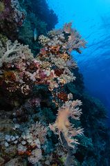 Elephant Ear Coral