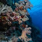 Elephant Ear Coral