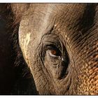 Elephant eye