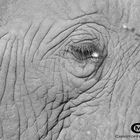 Elephant Eye