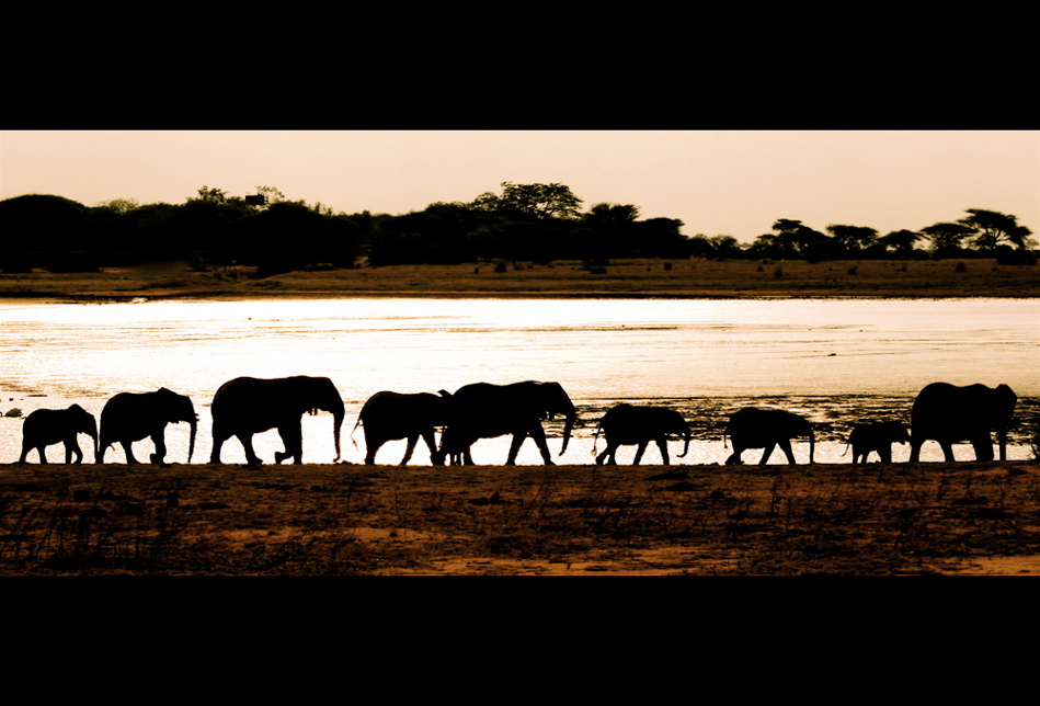 Elephant Family