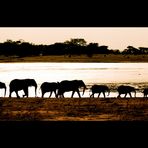 Elephant Family