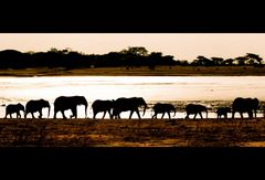 Elephant Family