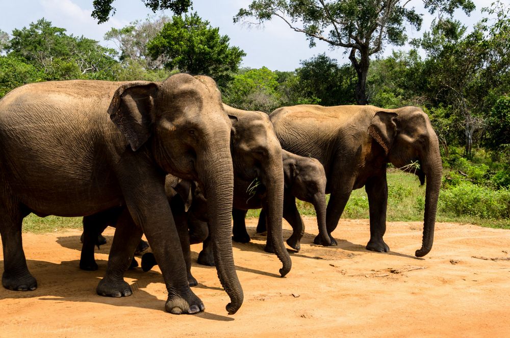 Elephant family