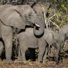 Elephant family 