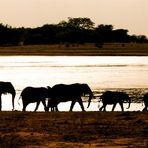 Elephant family