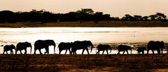 Elephant family