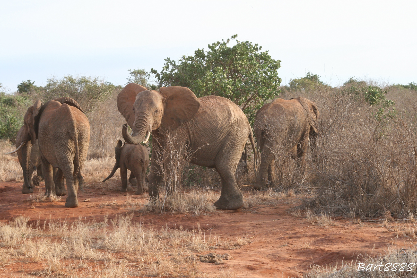 Elephant Family