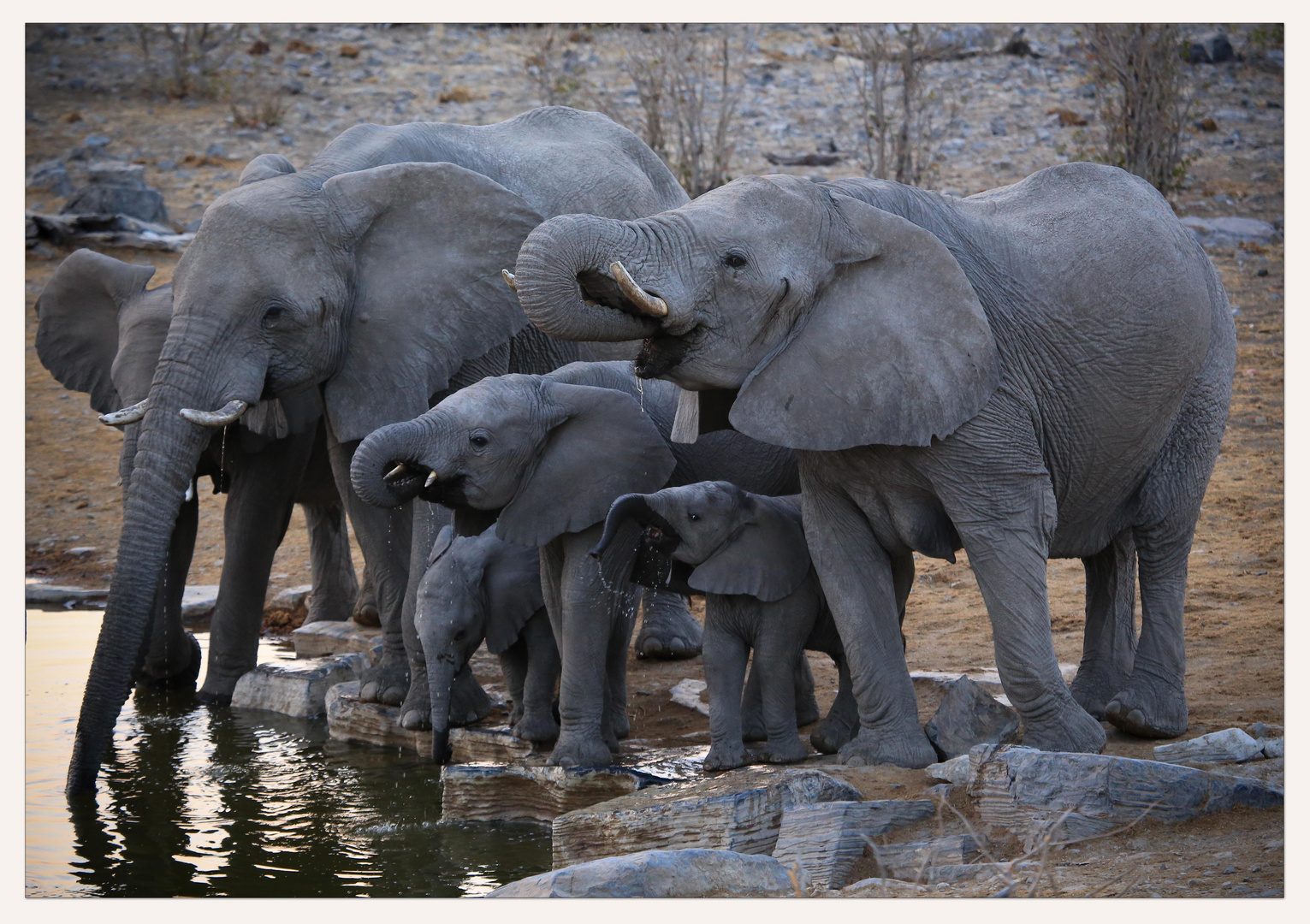 Elephant Family