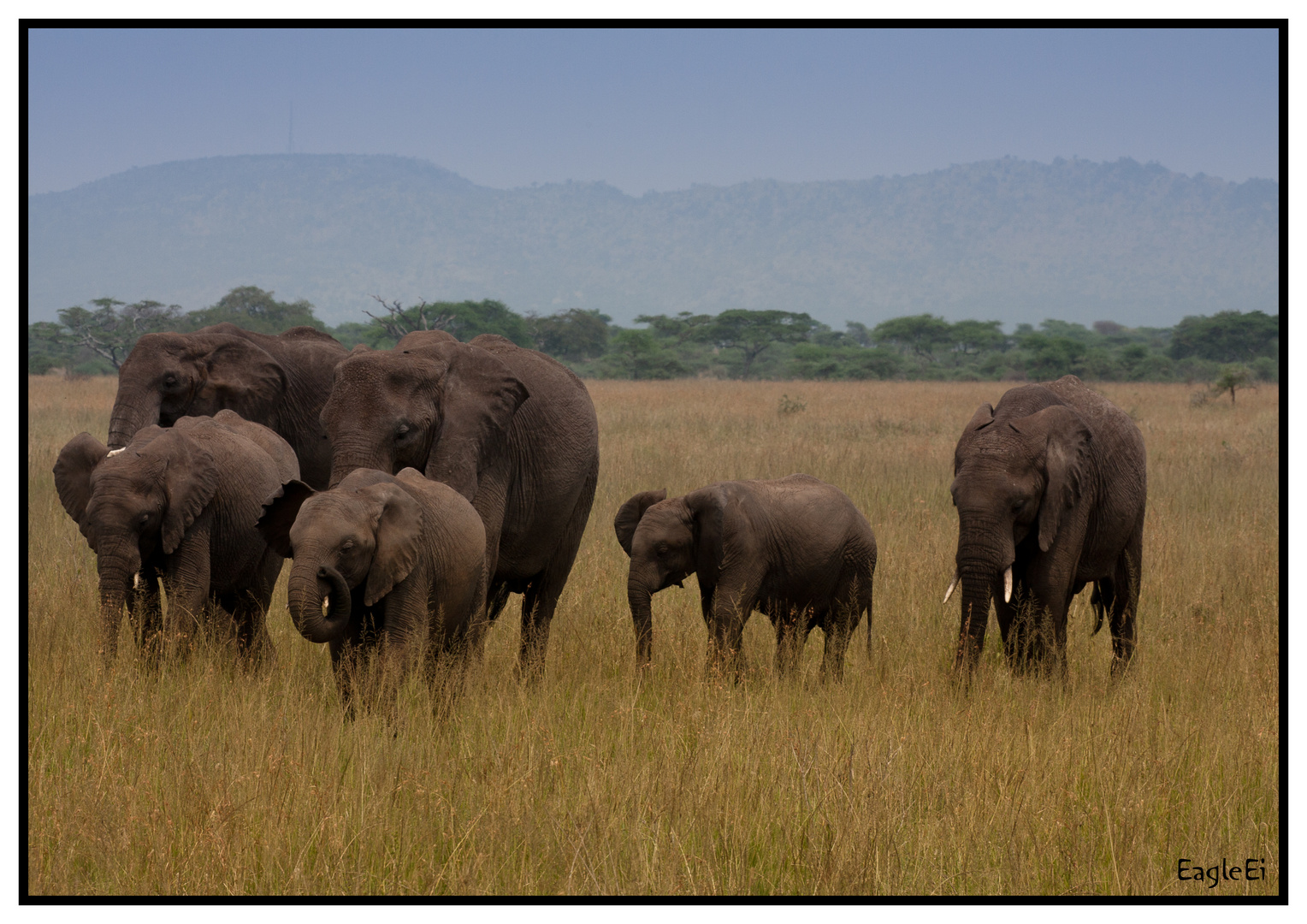 elephant family