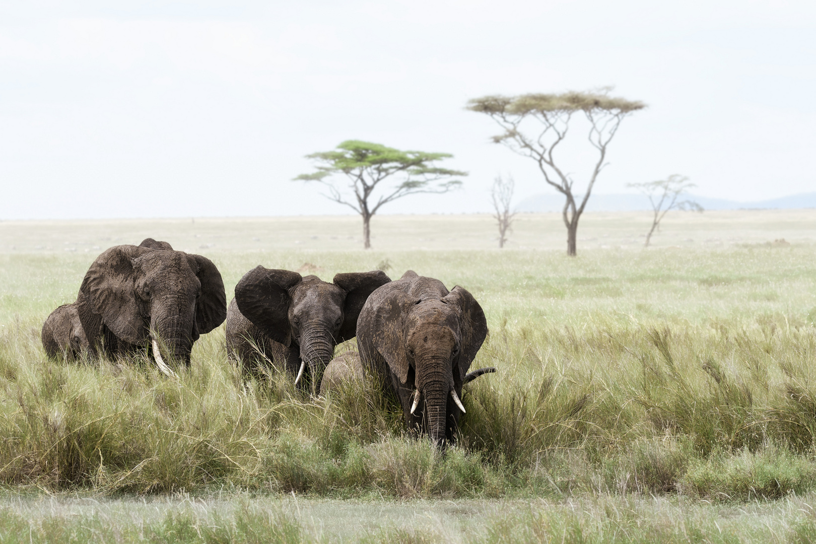 Elephant Family