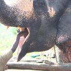 Elephant feeding Theppakadu