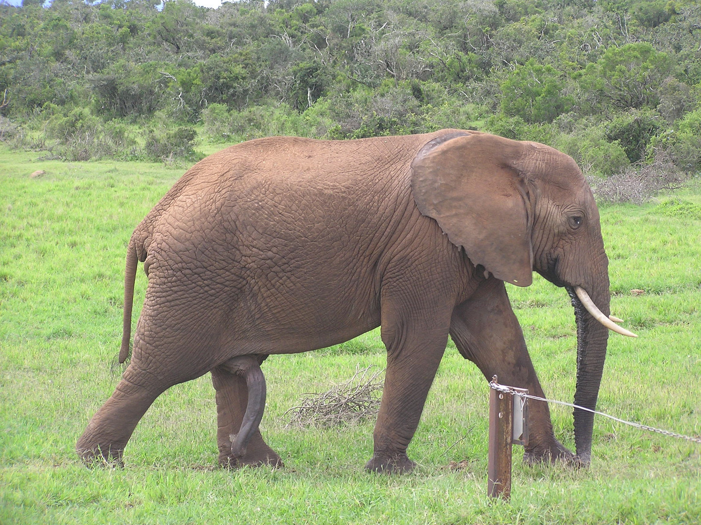 Elephant gedürstet