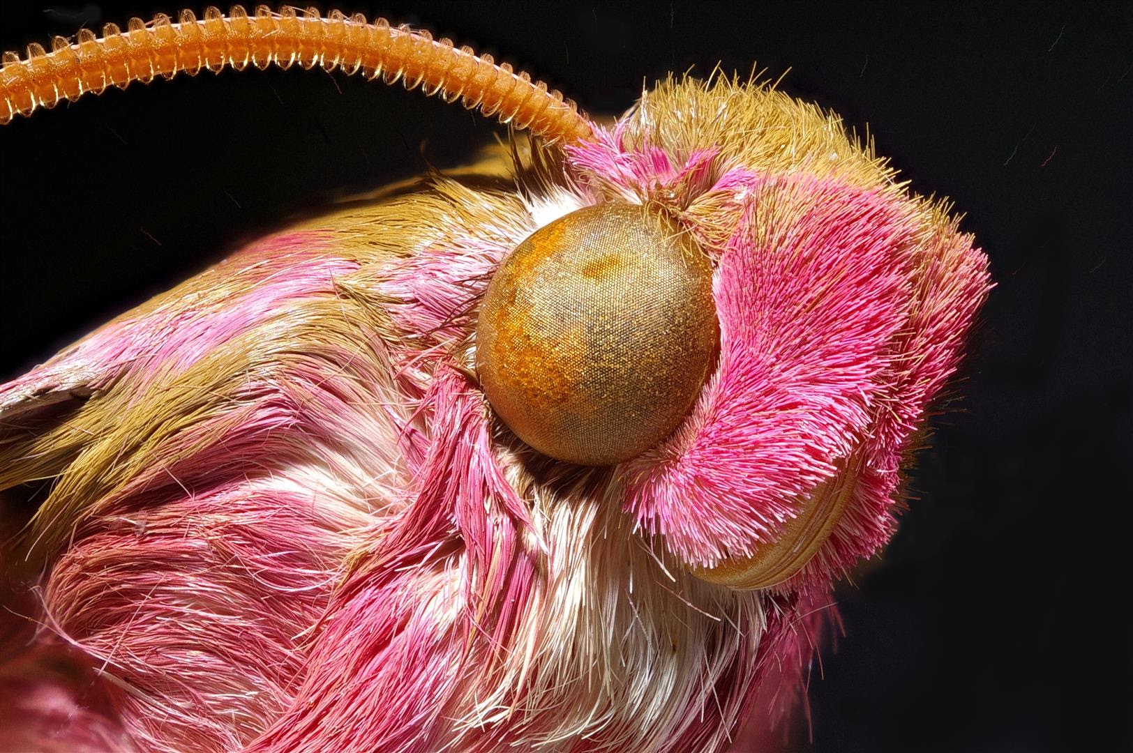 Elephant hawk moth