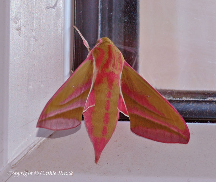 Elephant Hawk Moth