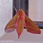 Elephant Hawk Moth