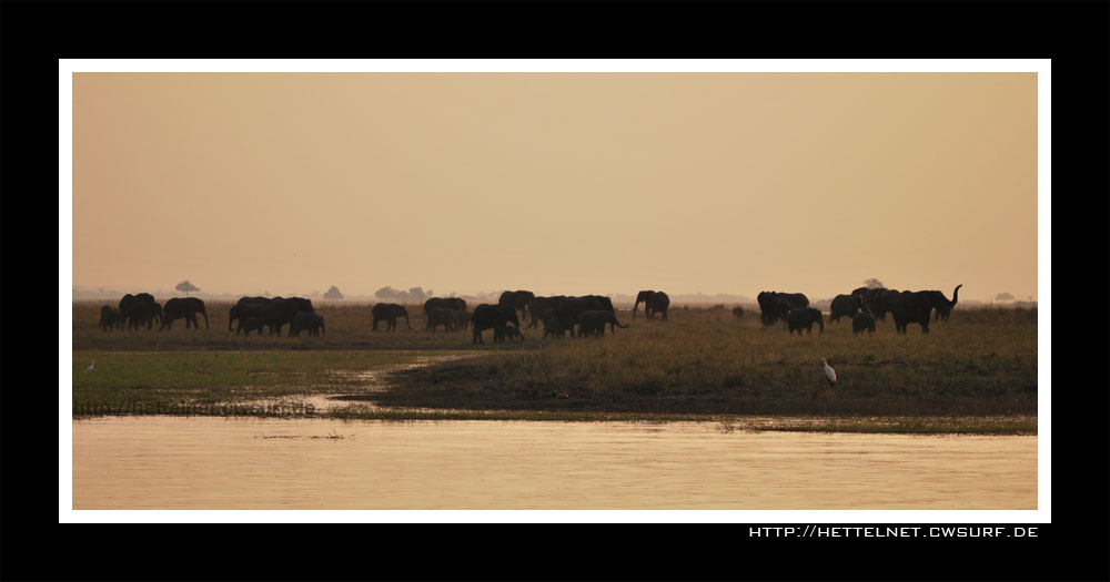 Elephant Herd