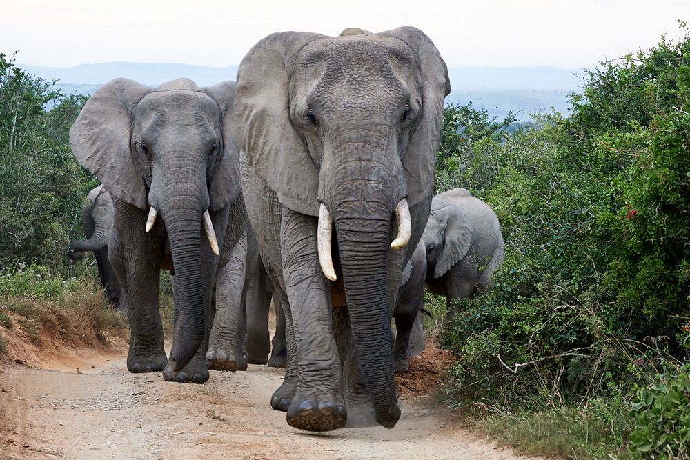 Elephant Herd