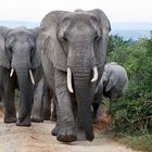 Elephant Herd