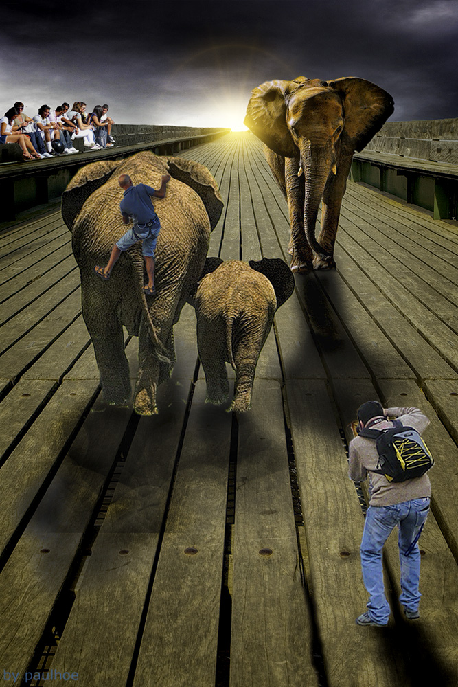 Elephant highway