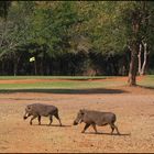 Elephant Hills Golf Course