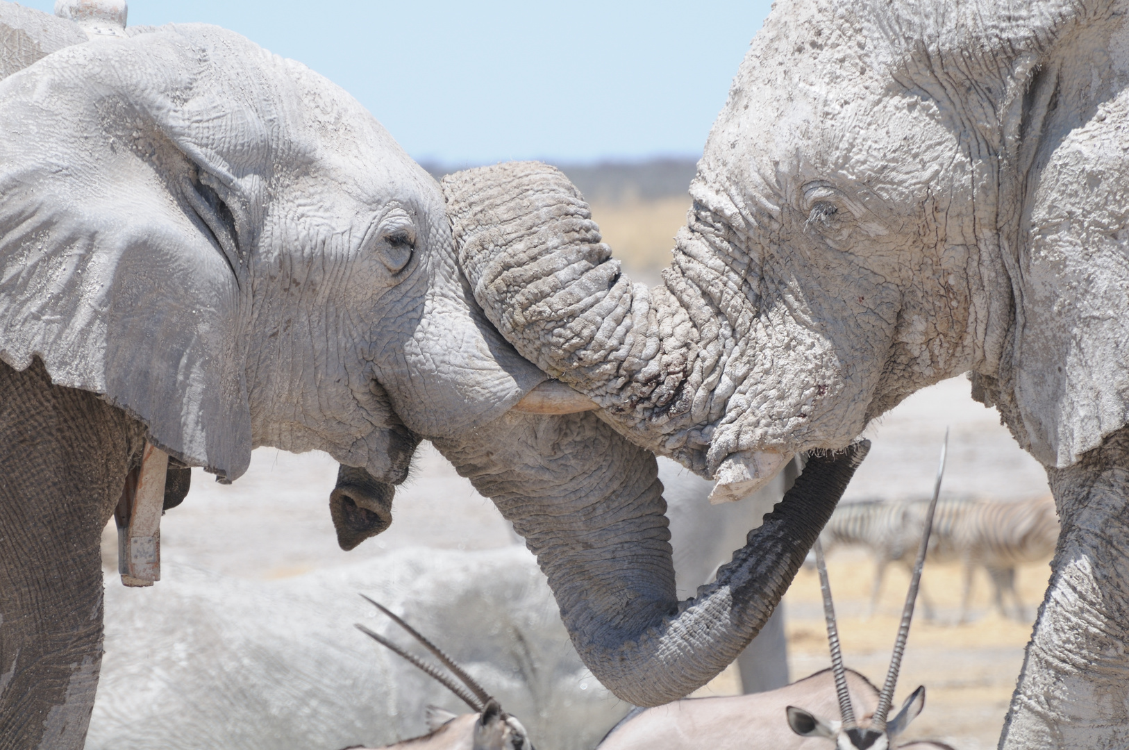 Elephant Hug