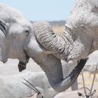 Elephant Hug