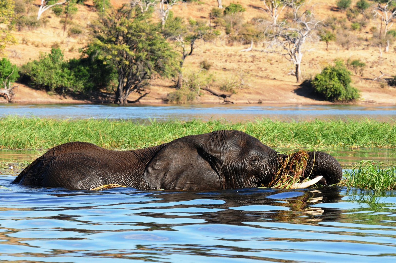 Elephant im Chobe River