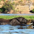 Elephant im Chobe River