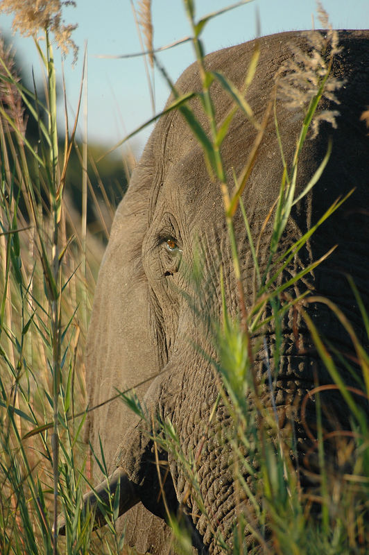 Elephant im Dickicht