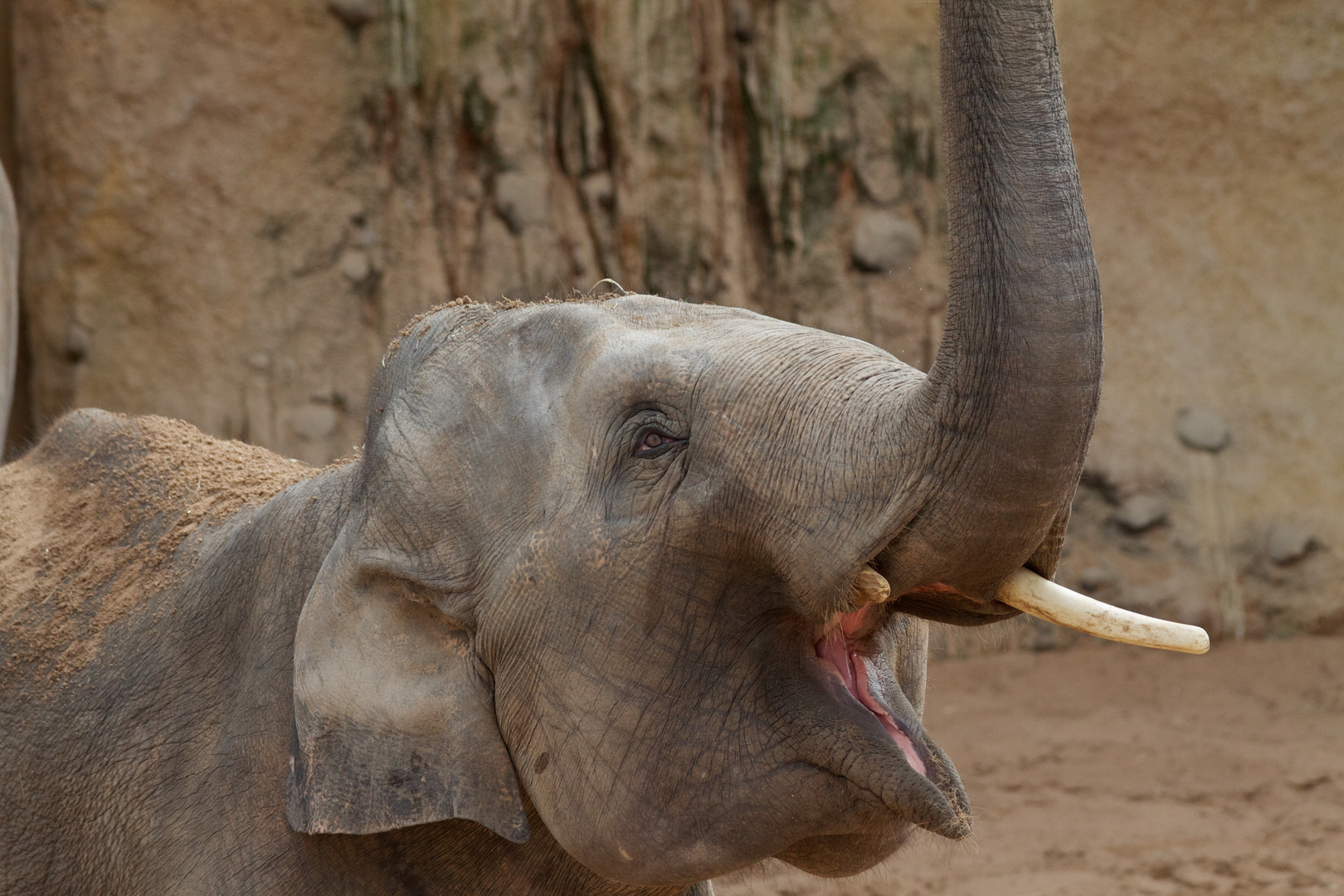 Elephant im Heidelberger Zoo