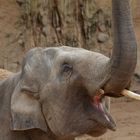 Elephant im Heidelberger Zoo