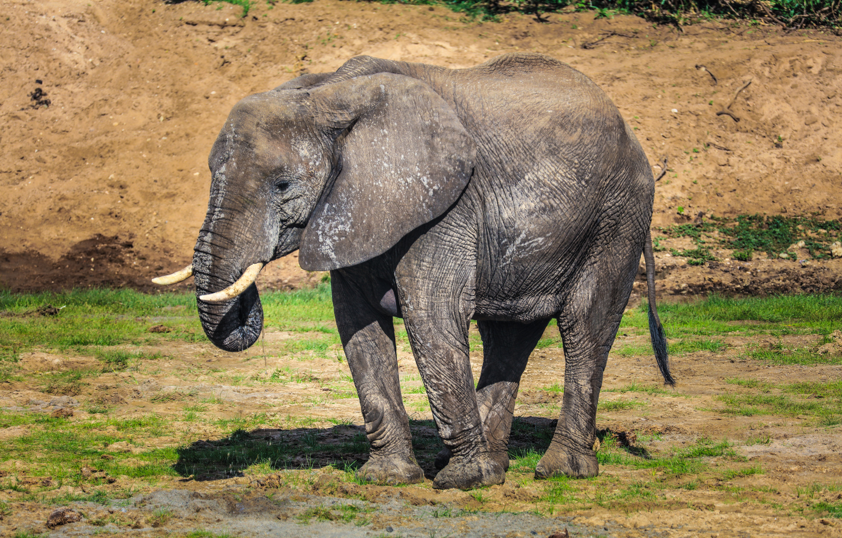 Elephant im Tarangire NP