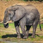 Elephant im Tarangire NP