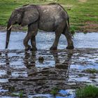 Elephant im Tarangire River