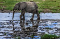 Elephant im Tarangire River