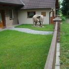 Elephant in a garden