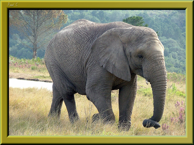 Elephant in Addo National Park