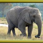 Elephant in Addo National Park