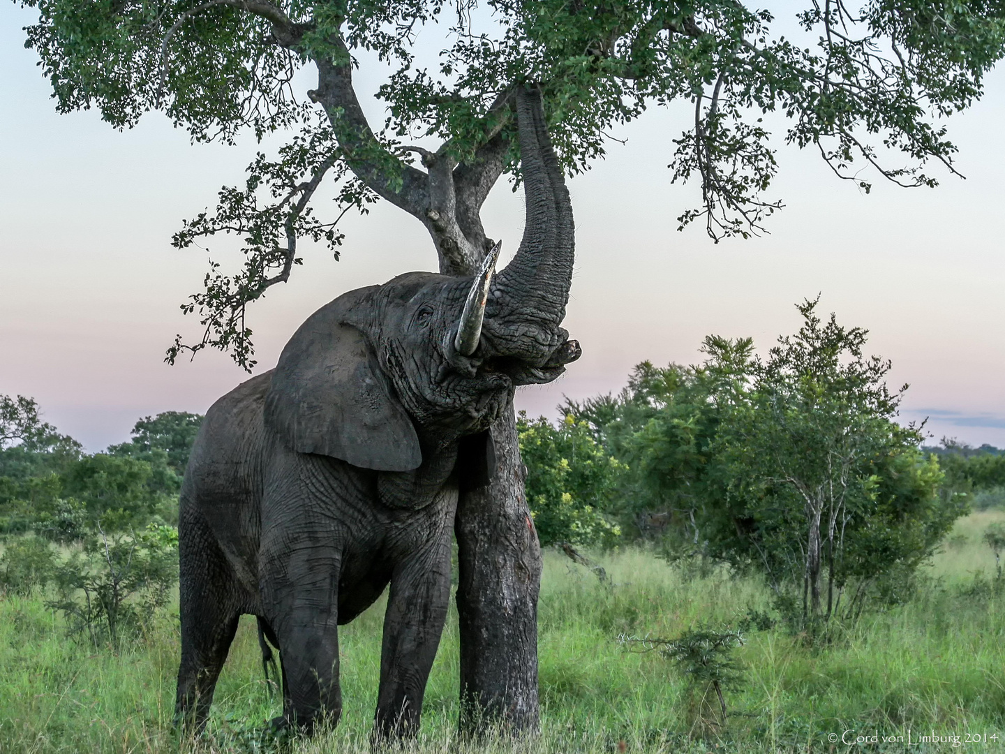 Elephant in Bushland